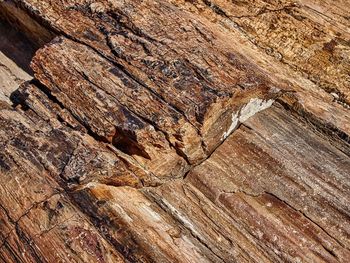 Full frame shot of tree trunk