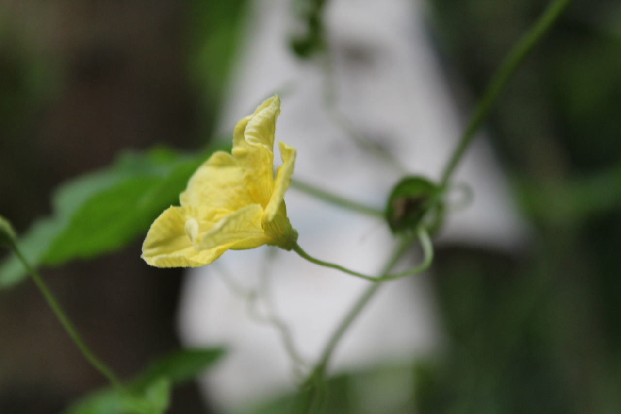 CLOSE-UP OF YELLOW FLOWER PLANT