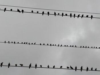 Flock of birds on cable
