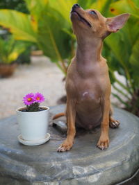 Portrait of a dog looking at flower pot