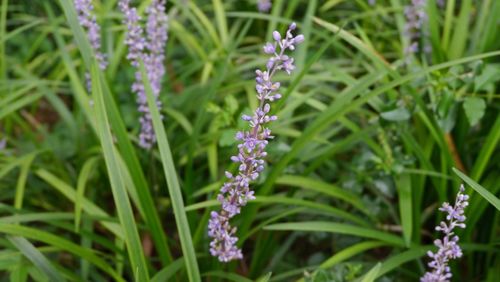 Close-up of purple flowers