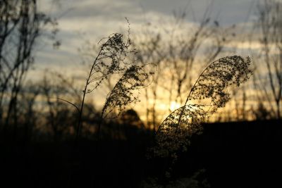 Close-up of silhouette plant on field against sunset sky