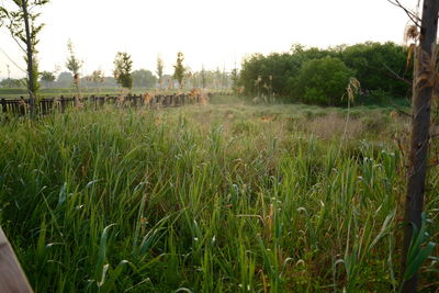 Scenic view of agricultural field against sky