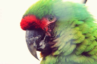 Close-up of parrot