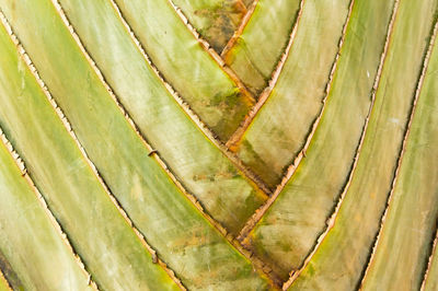 Close-up of tree