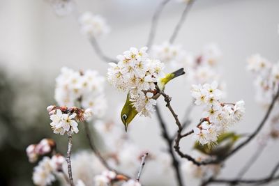 Close-up of white flowers blooming on tree