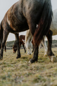 Horse standing on field