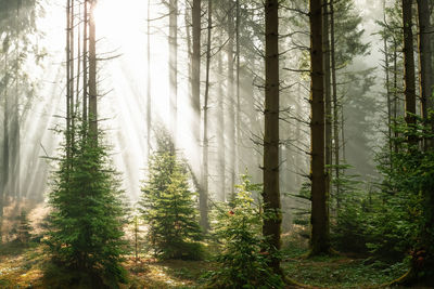 forest