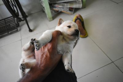 High angle view of dog lying on floor