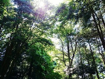 Low angle view of trees