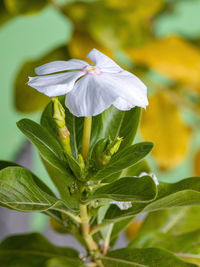 Close-up of flowering plant