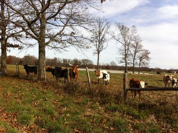 Cows grazing on grassy field