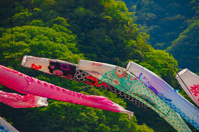 High angle view of trees in forest