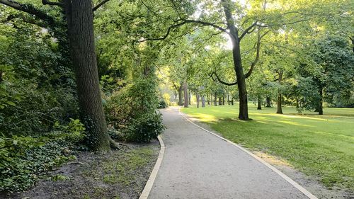 Road amidst trees in park