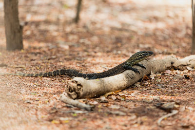 Close-up of a lying on field