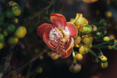 Close-up of pink flowering plant