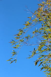 Low angle view of plant against clear blue sky