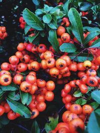 Close-up of fruits