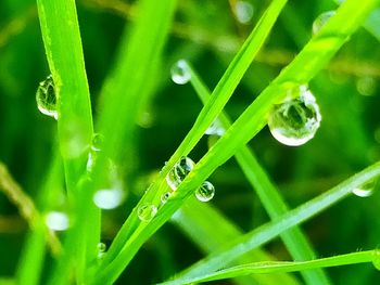 Close-up of water drops on blade of grass