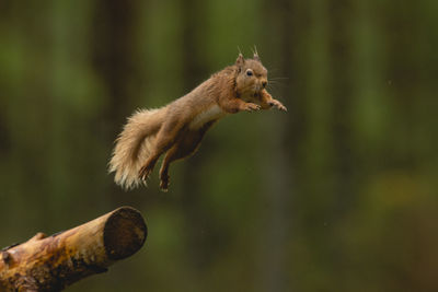 Close-up of squirrel jumping