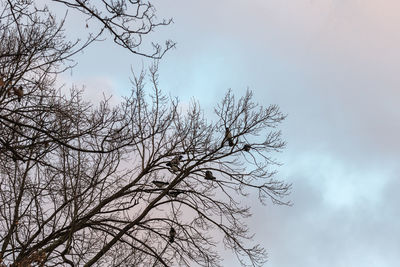 Low angle view of tree against sky