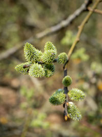 Close-up of berries growing on tree