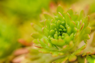 Close-up of flower