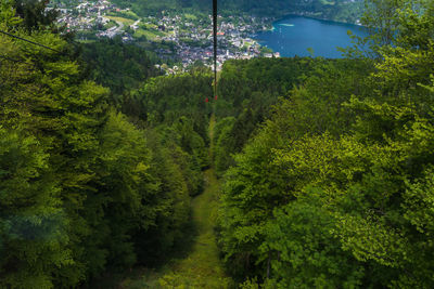 View of lush trees in forest