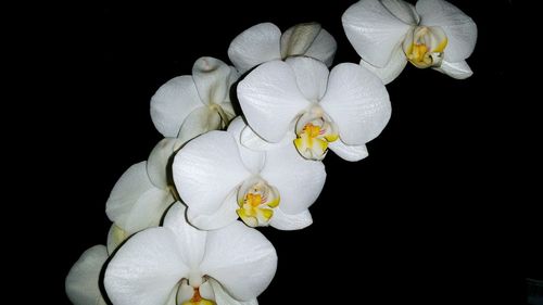Close-up of white orchids against black background