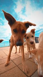 Portrait of dogs against sky