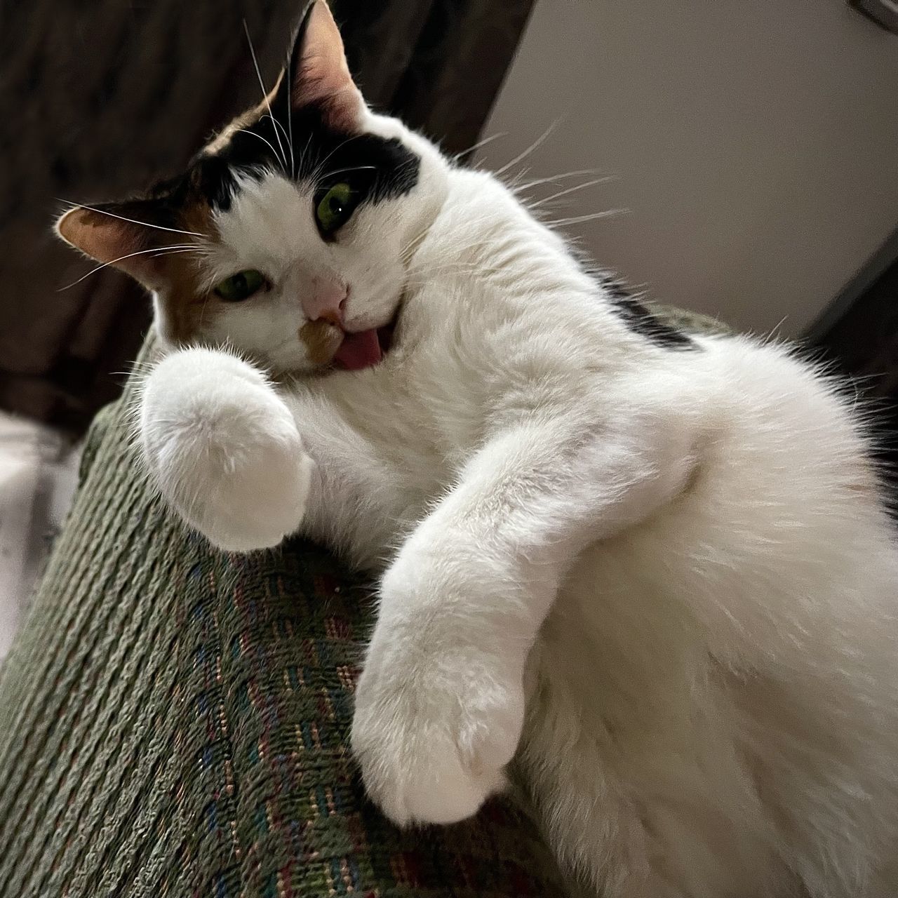 CLOSE-UP OF CAT LOOKING AWAY