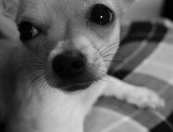 Close-up portrait of dog