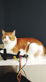 Portrait of cat sitting on table