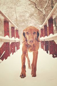 Portrait of vizsla on snow covered walkway
