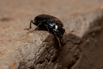 Close-up of insect on rock