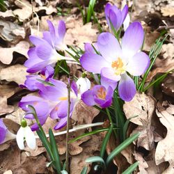Close-up of purple crocus flowers
