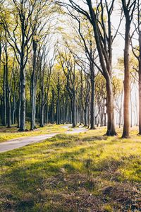 Trees growing in forest