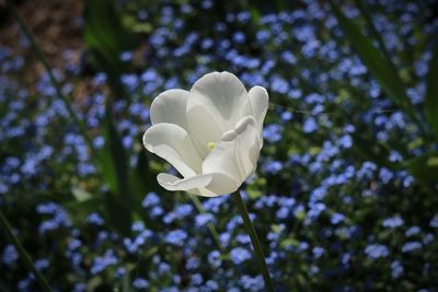 Close-up of white rose flower