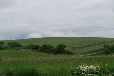 Scenic view of agricultural field against sky