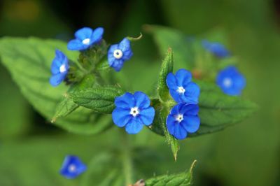 Close-up of purple flowering plants