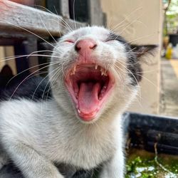 Close-up of cat yawning