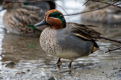 Duck swimming in lake