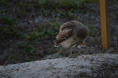Bird on ground