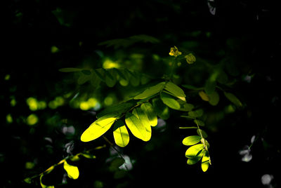 Close-up of yellow flower at night