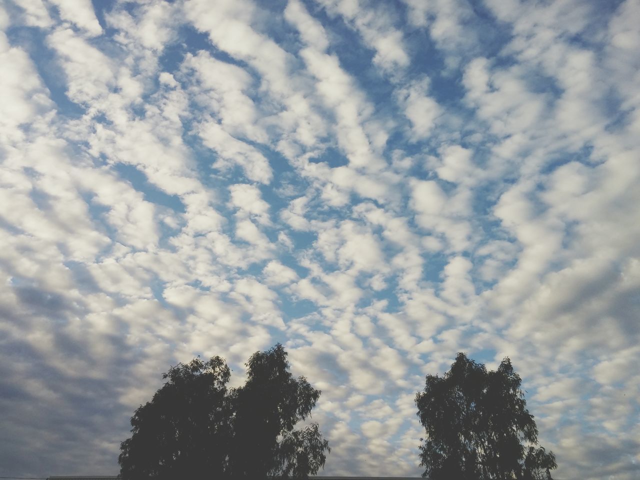 low angle view, tree, sky, cloud - sky, tranquility, beauty in nature, cloudy, silhouette, nature, scenics, tranquil scene, cloud, high section, growth, outdoors, treetop, no people, day, idyllic, cloudscape