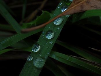 Close-up of wet plant during rainy season