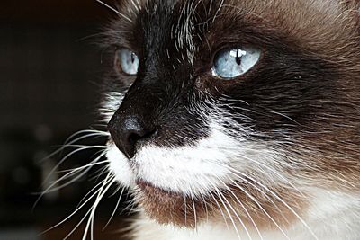 Close-up portrait of cat