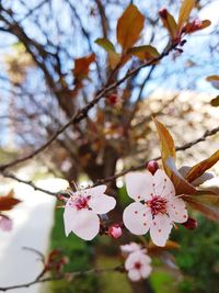 Low angle view of apple blossoms in spring