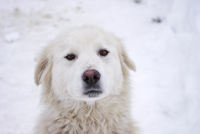 Close-up portrait of a white dog