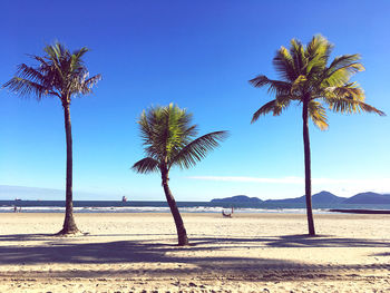 Palm trees on beach against sky